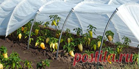 Парник Подснежник™