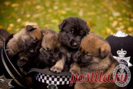 солнышки маленькие