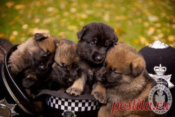 солнышки маленькие