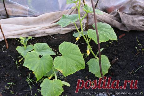 После того как в лунки перед посадкой стала добавлять "особую" подкормку, огурцов стало "море"(теперь все лето собираю большой урожай) | Моя успешная дача | Дзен