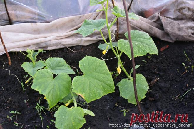 После того как в лунки перед посадкой стала добавлять 