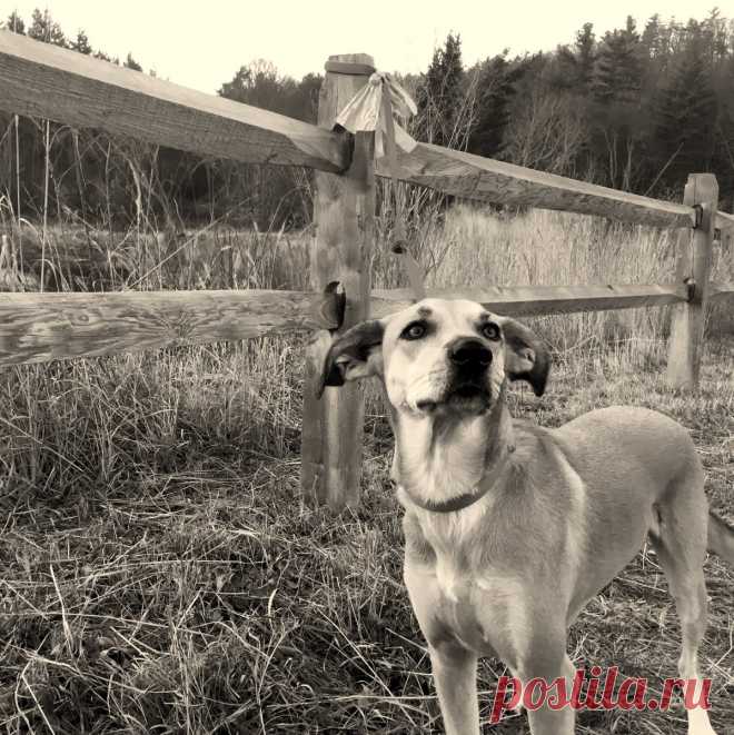 (72) Твиттер