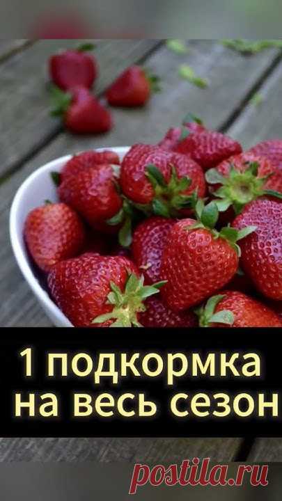 🍓 Добро пожаловать на наш канал! В этом видео мы поделимся с вами уникальным методом подкормки клубники, который гарантирует сбор вкусных, сладких и крупных...