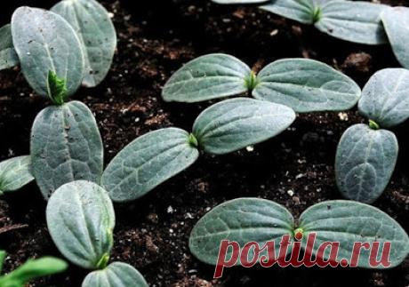 ВСЕ ДЛЯ ДОМА И ДАЧИ: Рецепт от всех болезней огурцов
