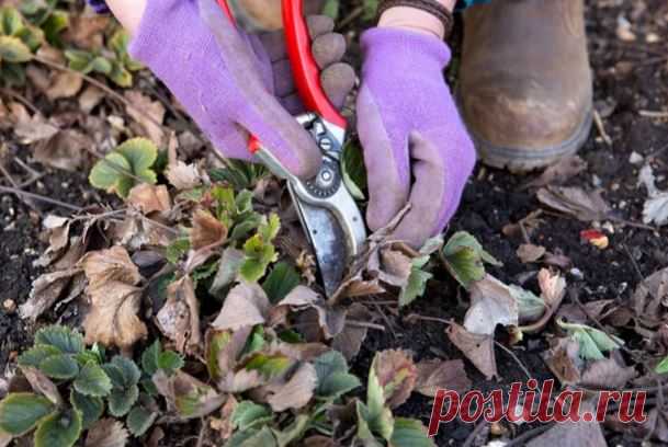 Как ухаживать за клубникой весной – 5 полезных советов: сосновая соломка, грядка-теплица и другие лайфхаки — AgroXXI