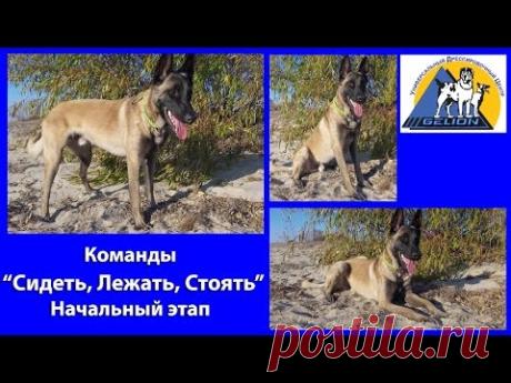 Урок № 9. Команды "Сидеть, Лежать, Стоять". Начальное обучение