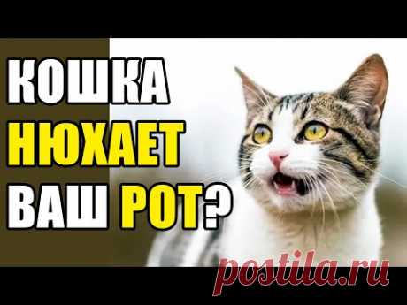 Почему Кошка Нюхает Ваш Рот? Это Не Гигиена, а Контроль!