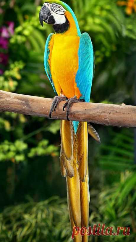 Animal life – Google+