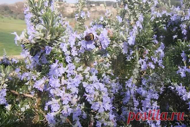 Как вырастить розмарин: советы и секреты для вашего дома и саду &#8211; Agro-Info