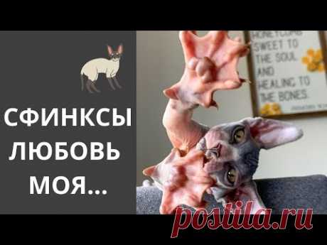Сфинксы Кошки. Какие они.  Коротко о породе.