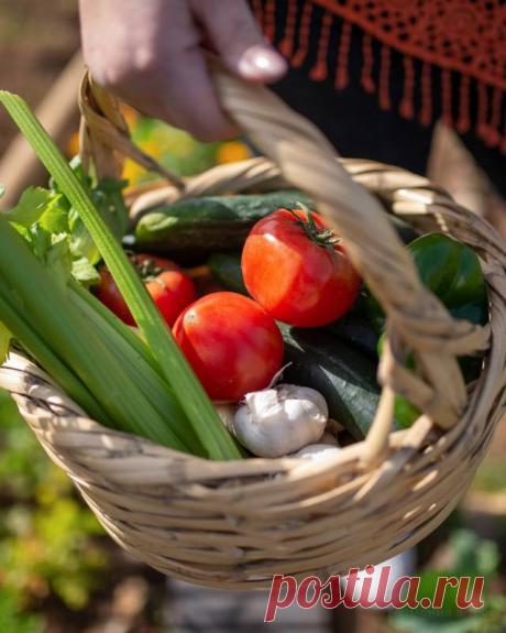 Какие растения посадить на даче, чтобы практически не ухаживать за ними — Домашние заботы