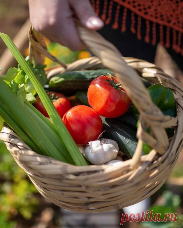 Какие растения посадить на даче, чтобы практически не ухаживать за ними — Домашние заботы