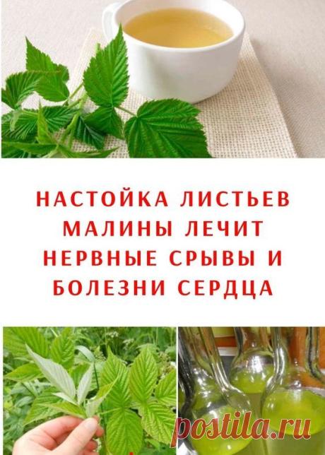 Листья малины являются отличным противовирусным, иммуностимулирующим, жаропонижающим, потогонным, отхаркивающим и укрепляющим средством.
Отвар из листьев малины рекомендуется принимать даже детям при болезнях почек и  простудных заболеваниях, высушенные листья также имеют отхаркивающее действие.
