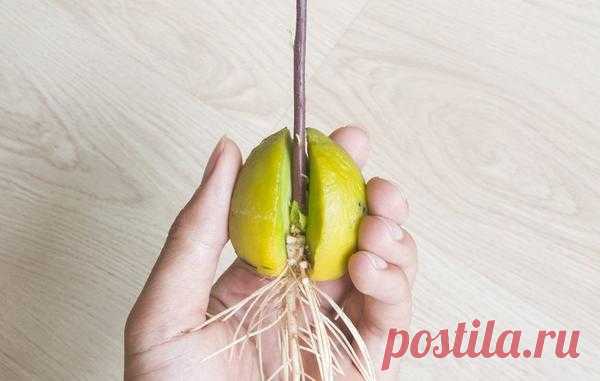 7 растений, которые легко вырастить из косточки дома
