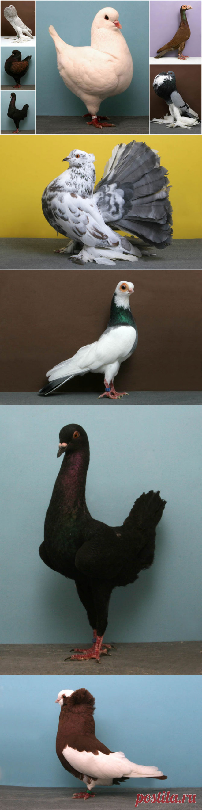 Голуби-чемпионы