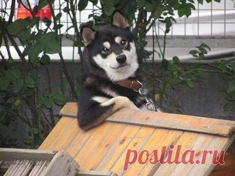 25 Animals Who Think They're People