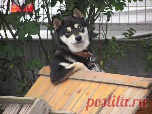 25 Animals Who Think They're People