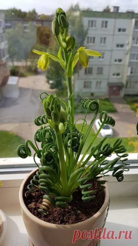 Альбука