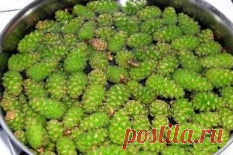 Еловые шишки для здоровья / Будьте здоровы