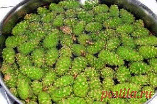 Еловые шишки для здоровья / Будьте здоровы