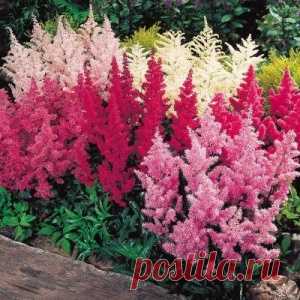 Цветы астильбы и её размножение