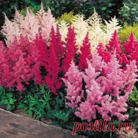 Цветы астильбы и её размножение