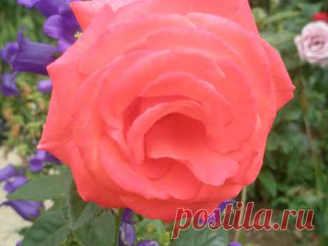 Строгость и очарование.