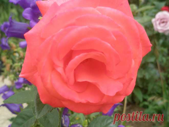 Строгость и очарование.