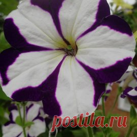 мои петунии