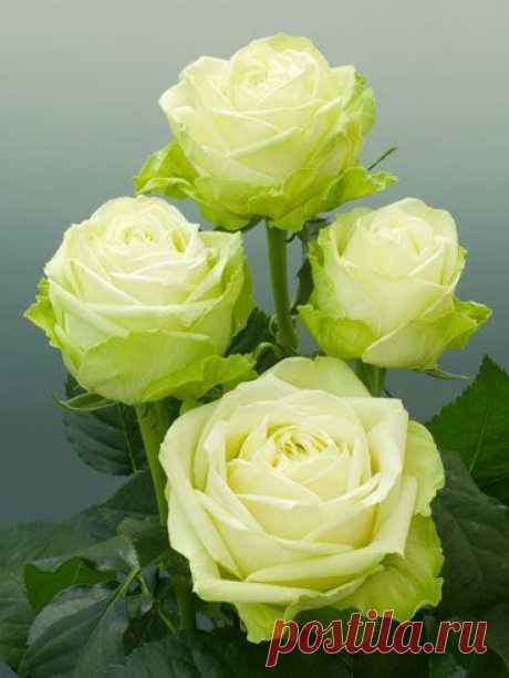 Original pin said &quot;I was told by a florist that these roses last longer than any other in cut arrangements - so I ordered them - and she was correct. I…: Discover and save creative ideas