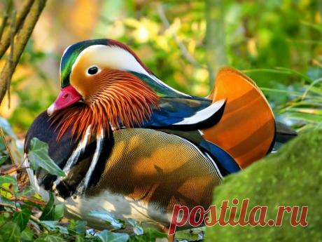 14 невероятных видов диких уток - Удивительный Мир Животных