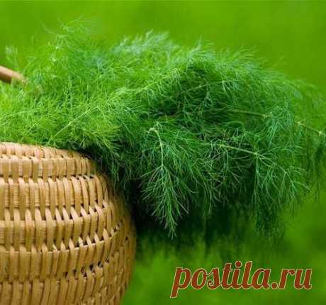 Растим укроп кустом и зонтом