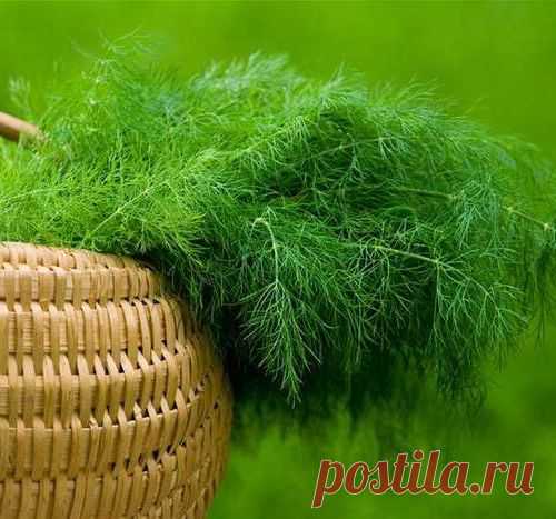 Растим укроп кустом и зонтом