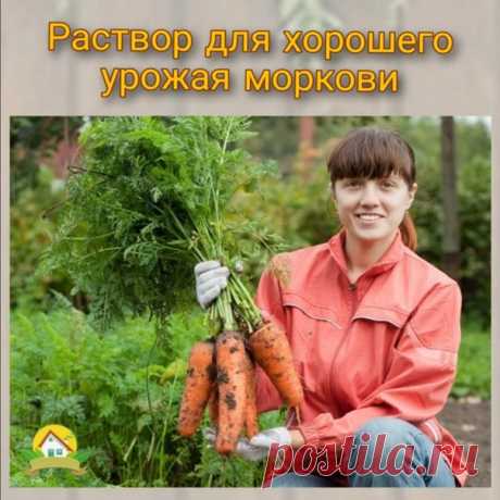 Раствор для хорошего урожая моркови.

Раствор 1.

Перед посевом подготовьте грядку.

В стакане воды разведите 3 гр марганцовки, раствор выливаем в 10 л воды, перемешиваем и хорошо поливаем грядку.

Раствор 2.

Когда появились первые всходы, проредите морковь, пока не подрасли корешки, чтобы меньше травмировать растение.

Полейте грядку водой и через пол часа - подкормкой.

Приготовьте такой же раствор из марганцовки, в отдельной ёмкости разведите 3 гр борной кислоты и доба...