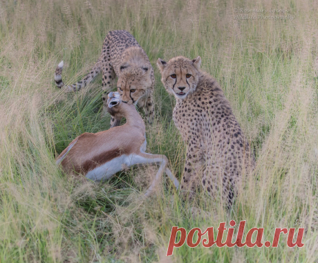 Cheetah Cubs - Acinonyx jubatus Its 7pm and the light is really bad now that the sun has gone down. Hence the very high ISO. This is the end result of my previous two images and mum has officially handed over the kill to her two female cubs. Not something I like to witness but thats nature in its rawest form. Sad thing about this image is that when we caught up with the Cheetah family the following day the mother Springbok was still calling for her calf. It made me want to...