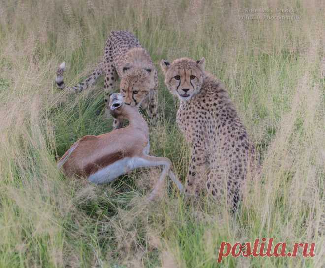 Cheetah Cubs - Acinonyx jubatus Its 7pm and the light is really bad now that the sun has gone down. Hence the very high ISO. This is the end result of my previous two images and mum has officially handed over the kill to her two female cubs. Not something I like to witness but thats nature in its rawest form. Sad thing about this image is that when we caught up with the Cheetah family the following day the mother Springbok was still calling for her calf. It made me want to...