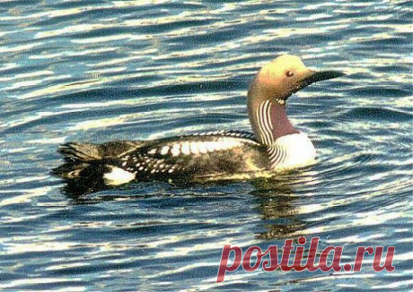 гагара