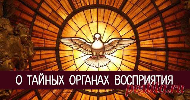 О тайных органах восприятия 


Человек думает, что у него 5 органов восприятия, психологи знают, что 7, а брахманы говорят, что 10. Толтеки, или люди Знания, утверждают, что человек вообще является пузырем восприятия с точкой сб…