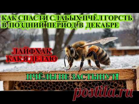 ЛАЙФХАК ЧТОБЫ НЕ ЗАСТЫЛИ ПЧЁЛЫ как СПАСТИ СЛАБЫЕ СЕМЬИ ЛИБО ГОРСТЬ ПЧЁЛ в декабре ИНАЧЕ ПРОПАДУТ ✅🐝🐝