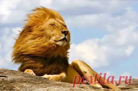 Animals - Google+