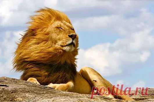Animals - Google+