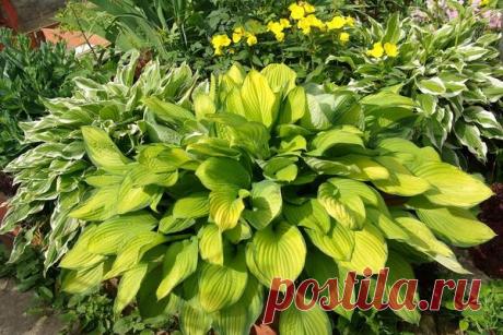Хоста: высадка, уход, виды
