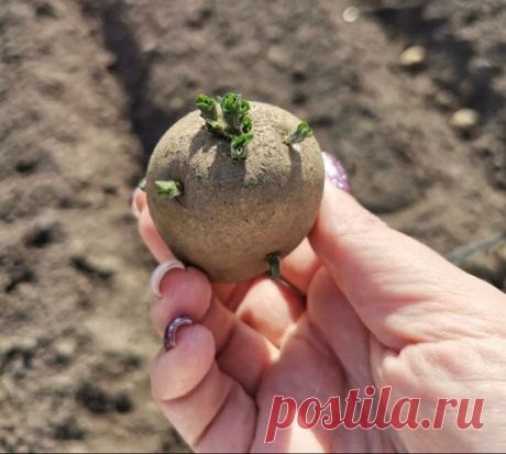 Сыплю в лунку муку при посадке картофеля. Клубни растут крупные без проволочника нематоды и медведки | Маленькая Дача | Дзен