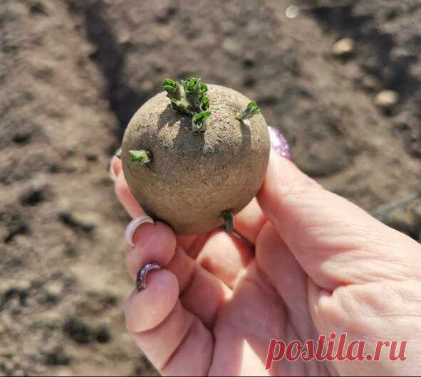Сыплю в лунку муку при посадке картофеля. Клубни растут крупные без проволочника нематоды и медведки | Маленькая Дача | Дзен