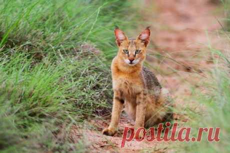 Камышовый кот является идеальным выбором для любителей экзотики