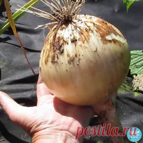 ТЕПЕРЬ Я КАЖДЫЙ ГОД ПОЛУЧАЮ БОЛЬШОЙ УРОЖАИ ЛУКА … 
ВОТ 4 ПРОСТЫХ СОВЕТА 

Чтобы ежегодно не мучиться вопросом «почему опять лук не уродился», прочитайте и сохраните несколько моих секретов ухода за ним. 
 
1. Перед посадкой замочите его на три часа в растворе соли 
 
: 1 ст. ложка на 1 л воды. Затем два часа подержите в темном растворе марганца. Затем обязательно промойте. 
 
2. Приемы чтобы не было луковой мухи: 
 
когда появится первый листок. Вначале поливаем водой. Зат...