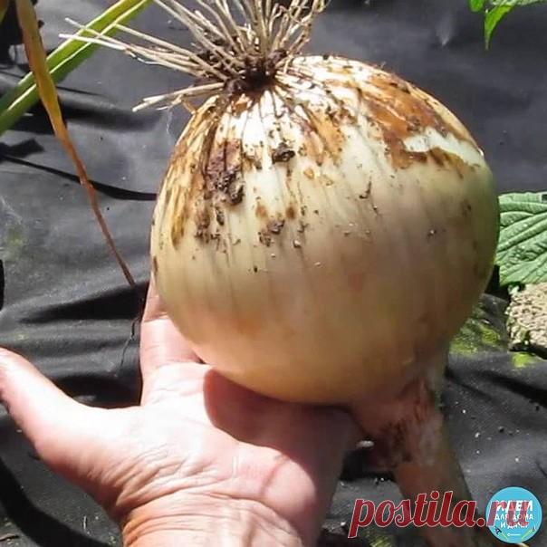 ТЕПЕРЬ Я КАЖДЫЙ ГОД ПОЛУЧАЮ БОЛЬШОЙ УРОЖАИ ЛУКА … 
ВОТ 4 ПРОСТЫХ СОВЕТА 

Чтобы ежегодно не мучиться вопросом «почему опять лук не уродился», прочитайте и сохраните несколько моих секретов ухода за ним. 
 
1. Перед посадкой замочите его на три часа в растворе соли 
 
: 1 ст. ложка на 1 л воды. Затем два часа подержите в темном растворе марганца. Затем обязательно промойте. 
 
2. Приемы чтобы не было луковой мухи: 
 
когда появится первый листок. Вначале поливаем водой. Зат...