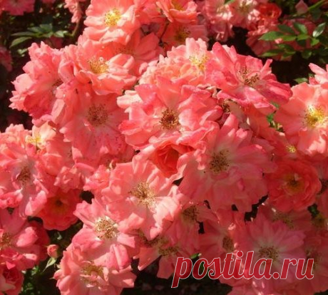 Разноцветные ковры – почвопокровные розы