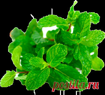 Плющ при кашле Эвалар