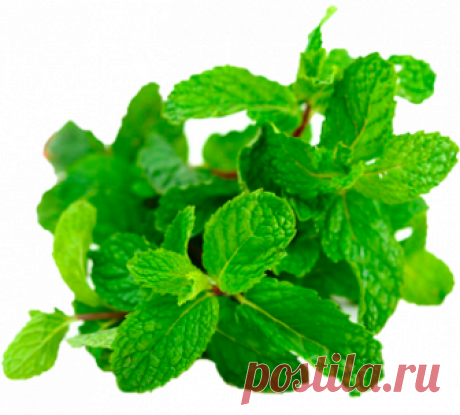 Плющ при кашле Эвалар